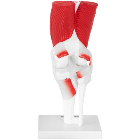 Model anatomiczny stawu kolanowego 3D w skali 1:1 Model anatomiczny stawu kolanowego 3D w skali 1:1