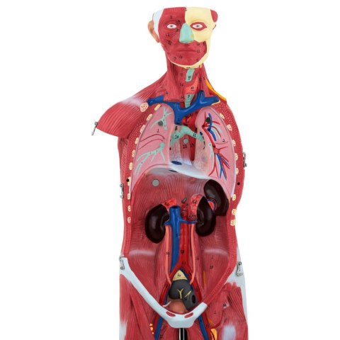 Model anatomiczny 3D ciała człowieka 27 elementów 76 cm Model anatomiczny 3D ciała człowieka 27 elementów 76 cm