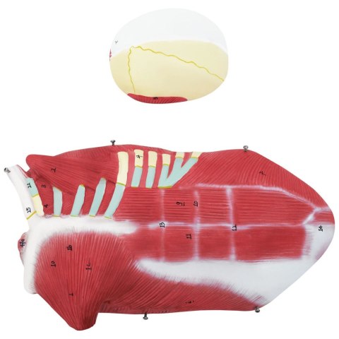 Model anatomiczny 3D ciała człowieka 27 elementów 76 cm Model anatomiczny 3D ciała człowieka 27 elementów 76 cm