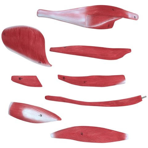 Model anatomiczny 3D ciała człowieka 27 elementów 76 cm Model anatomiczny 3D ciała człowieka 27 elementów 76 cm