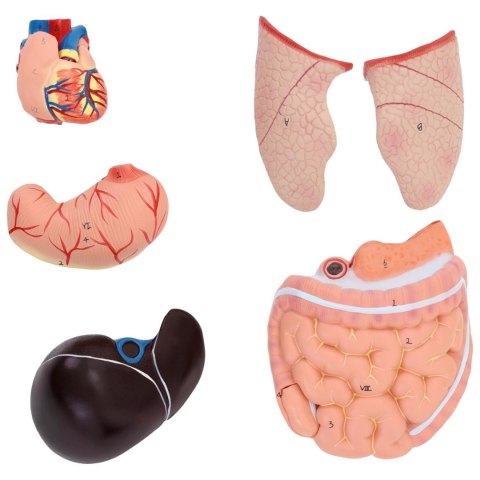 Model anatomiczny 3D tułowia człowieka z wyjmowanymi organami Model anatomiczny 3D tułowia człowieka z wyjmowanymi organami