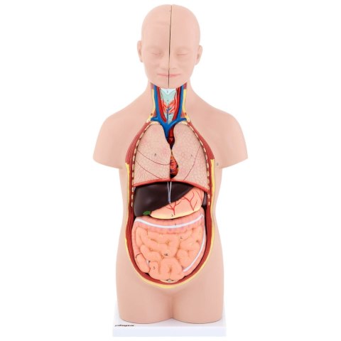 Model anatomiczny 3D tułowia człowieka z wyjmowanymi organami Model anatomiczny 3D tułowia człowieka z wyjmowanymi organami